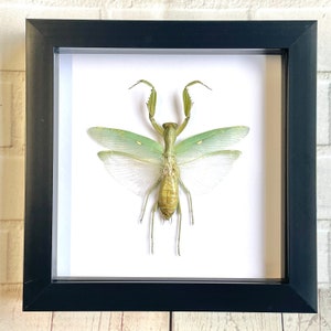 Giant Asian Mantis (Hierodula patellifera) Deep Shadow Box Frame Display Insect Bug