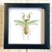 see more listings in the Grasshoppers/Mantises  section