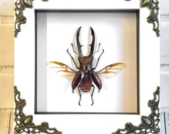 Golden Stag Beetle (Cyclommatus metallifer) in White Baroque Style Deep Shadow Box Frame Display Insect Bug