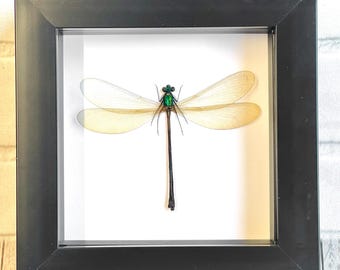 Libélula de alas anchas (Vestalis luctuosa) Hembra Marco de caja de sombra profunda Exhibición Insecto Libélula