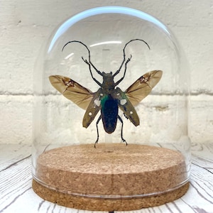 Longhorn Beetle (Batocera celebiana) Glass Bell Cloche Dome Display Jar Insect