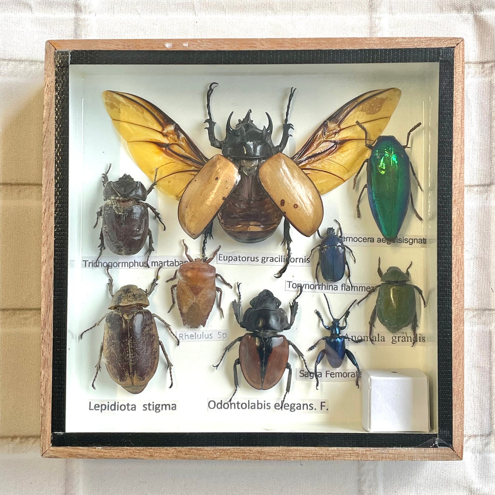 Insect Display Box Frame Display Case Bug Insect 1 Etsy