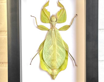 The Andaman Walking Leaf (Cryptophyllium westwoodii) Deep Shadow Box Frame Display Insect Bug