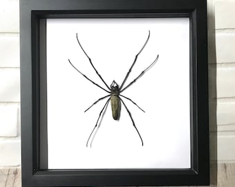 Ragno tessitore dorato gigante (Nephila maculata) con cornice in legno con ombra profonda, insetto espositore