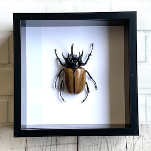 Five Horned Rhinoceros Beetle (Eupatorus gracilicornis) Deep Shadow Box Frame Display Insect Bug Sitting