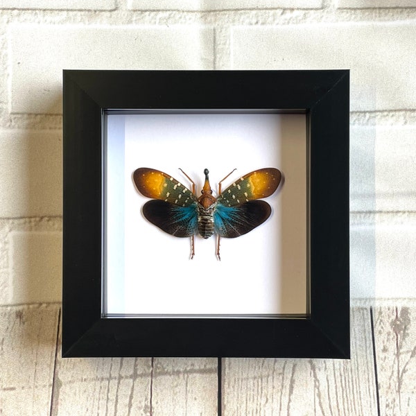 Colourful Lanternfly (Pyrops gunjii) Cicada Shadow Box Frame Display Insect