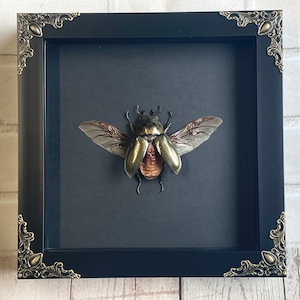 Besouro-veado-diabo-dourado (Allotopus rosenbergi) fêmea em estilo barroco, moldura de caixa de sombra profunda, inseto de exibição