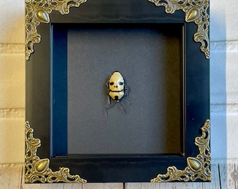 Pearl Man Face Stink Bug (Eucorysses grandis) Baroque Style Deep Shadow Box Frame Display Insect Bug