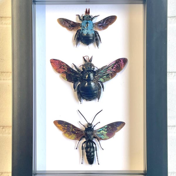 Hymenoptera Collection Giant Scoliid Wasp Blue Carpenter Bee Deep Shadow Box Frame Display Insect Bug