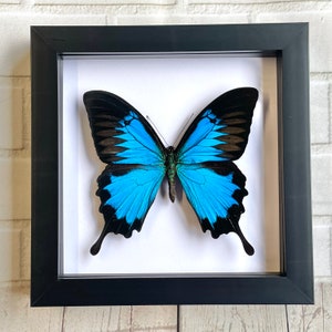 Insecto de exhibición con marco de caja de sombra profunda de mariposa cola de golondrina de montaña azul (Papilio ulysses)
