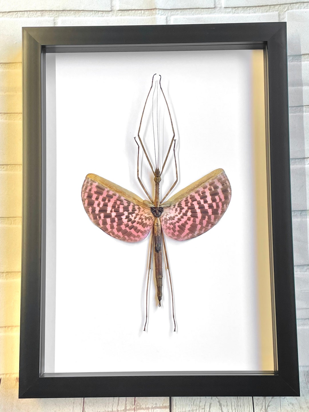 Pink Stick Insect diesbachia Tamyris Female Deep Shadow Box Frame