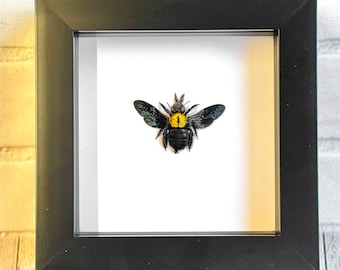 The Yellow Spot Carpenter Bee (Xylocopa confusa) F Deep Shadow Box Frame Display Insect Bug