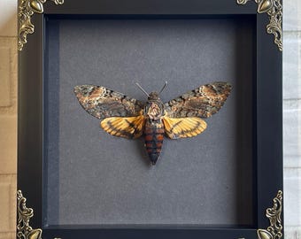 Lesser Death's Head Hawk Moth (Acherontia styx) in Baroque Deep Shadow Box Frame Display Insect Bug