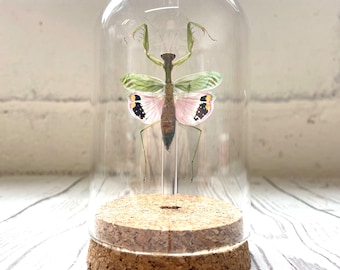 Pink Flower Mantis (Caliris elegans)  in Glass Bell Cloche Dome Display Jar Insect