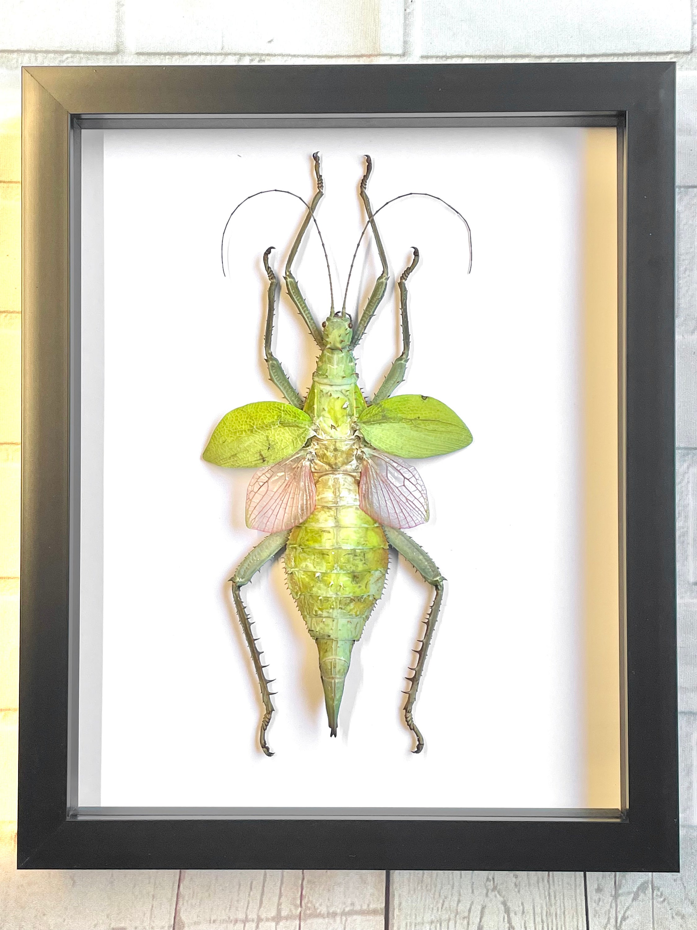 Jungle Nymph Stick Insect (heteropteryx Dilatata) Female Deep