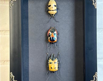 3 Death's Head Stink Bug Collection Man Face Deep Shadow Box Frame Display Insect Beetle