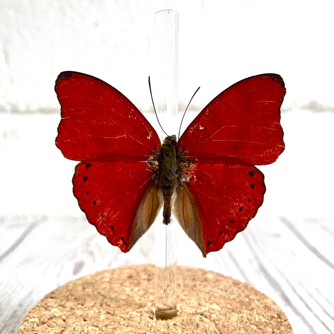 Blood Red Glider Butterfly Cymothoe sangaris Glass Bell | Etsy
