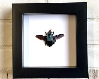 Blue Carpenter Bee (Xylocopa caerulea) Deep Shadow Box Frame Display Insect Bug