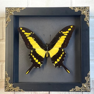 Caja de exhibición con marco de sombra profunda de estilo barroco de mariposa cola de golondrina real (Papilio thoas) Insecto