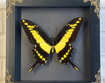 King Swallowtail Butterfly (Papilio thoas) Baroque Style Deep Shadow Box Frame Display Insect Bug