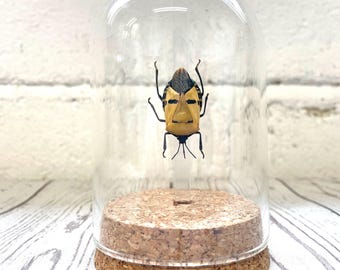 Elvis Man Face Stink Bug (Catacanthus incarnatus) Beetle Glass Bell Cloche Dome Display Jar Insect