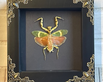Banded Flower Mantis (Theopropus elegans) in Baroque Style Shadow Box Frame Display