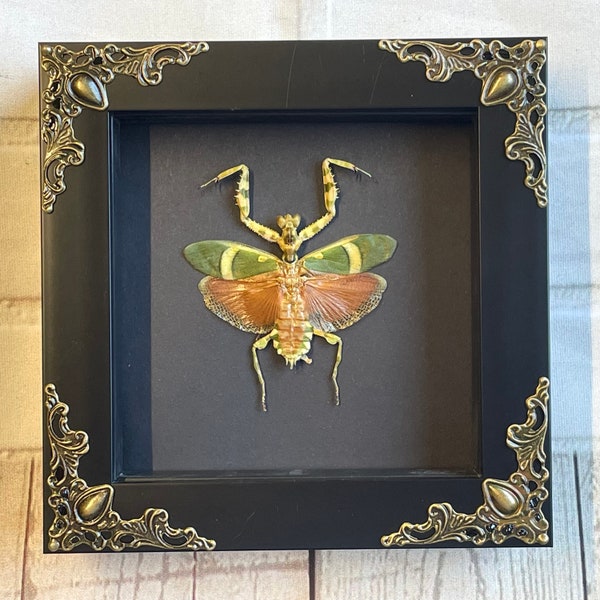 Banded Flower Mantis (Theopropus elegans) in Baroque Style Shadow Box Frame Display