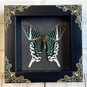Green Banded Urania Moth (Urania leilus) Butterfly in Baroque Style Deep Shadow Box Frame Display Dorsal