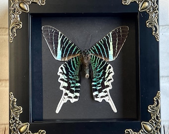 Green Banded Urania Moth (Urania leilus) Butterfly in Baroque Style Deep Shadow Box Frame Display Dorsal