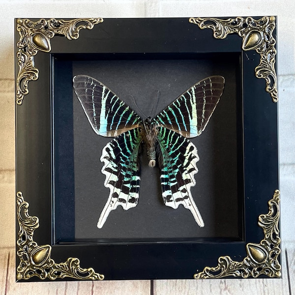 Green Banded Urania Moth (Urania leilus) Butterfly in Baroque Style Deep Shadow Box Frame Display Dorsal