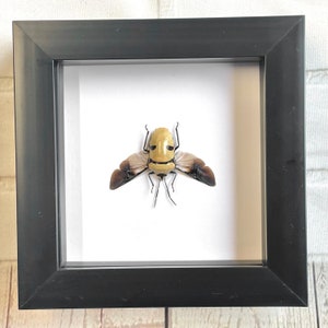 Pearl Man Face Stink Bug (Eucorysses grandis) SPREAD Deep Shadow Box Frame Display Beetle Insect Bug