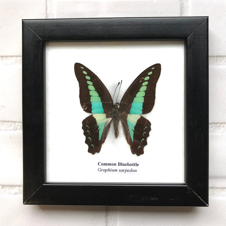 Taxidermy Real Sarpedon Butterfly Hand Set and Framed in UK Beautiful Gift