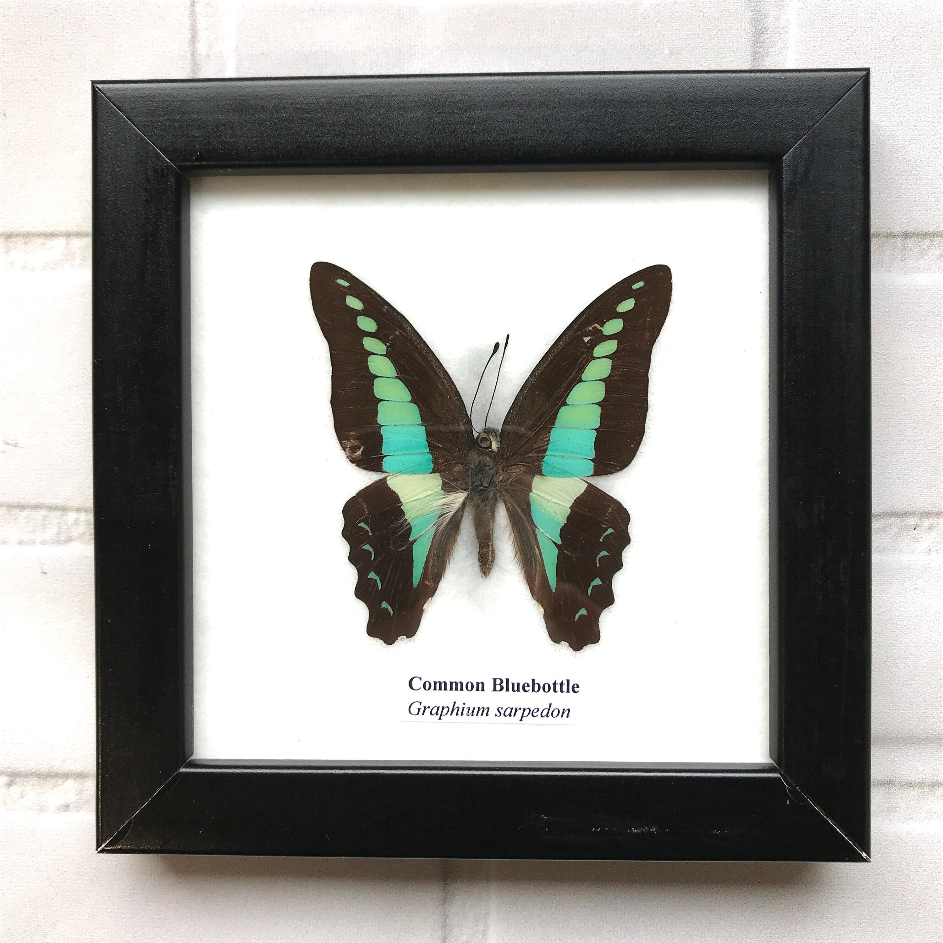 Real butterfly shadowbox frame Real Butterfly Butterfly Decor Framed Butterfly Graphium Sarpedon Butterfly Framed Art