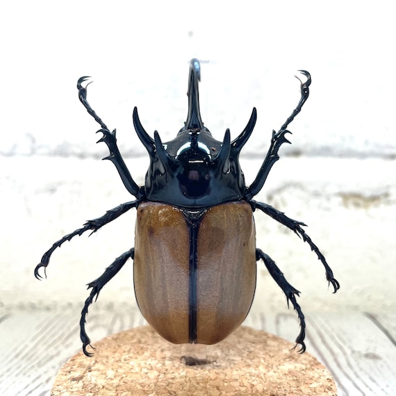 昆虫標本。 5 HORN RHINOCEROS BEETLE  . s-l400.jpg