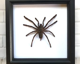 Giant Tarantula Bird Eating Spider (Haplopelma minax) Deep Shadow Box Frame Display Insect Bug