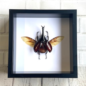 Brown Rhinoceros Beetle (Xylotrupes gideon) Deep Shadow Box Frame Display Insect Bug