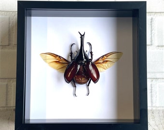 Brown Rhinoceros Beetle (Xylotrupes gideon) Deep Shadow Box Frame Display Insect Bug
