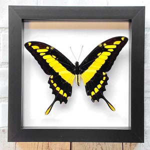 Insecto de exhibición con marco de caja de sombra profunda de mariposa cola de golondrina real (Papilio thoas cinyras)