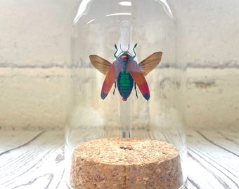 Oranger Juwelenkäfer (Metaxymorpha apicalis) in Glasglocke Cloche Dome Vitrine Insekt