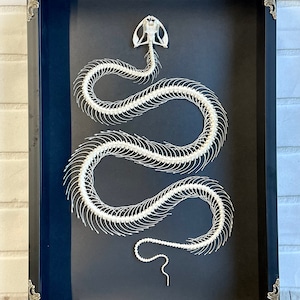 White Lipped Pit Viper Trimeresurus albolabris Snake Skeleton in Baroque Style Deep Shadow Box Frame Display image 1