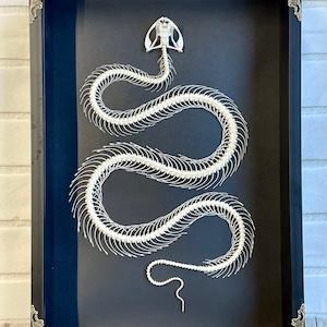 White Lipped Pit Viper (Trimeresurus albolabris) Snake Skeleton in Baroque Style Deep Shadow Box Frame Display