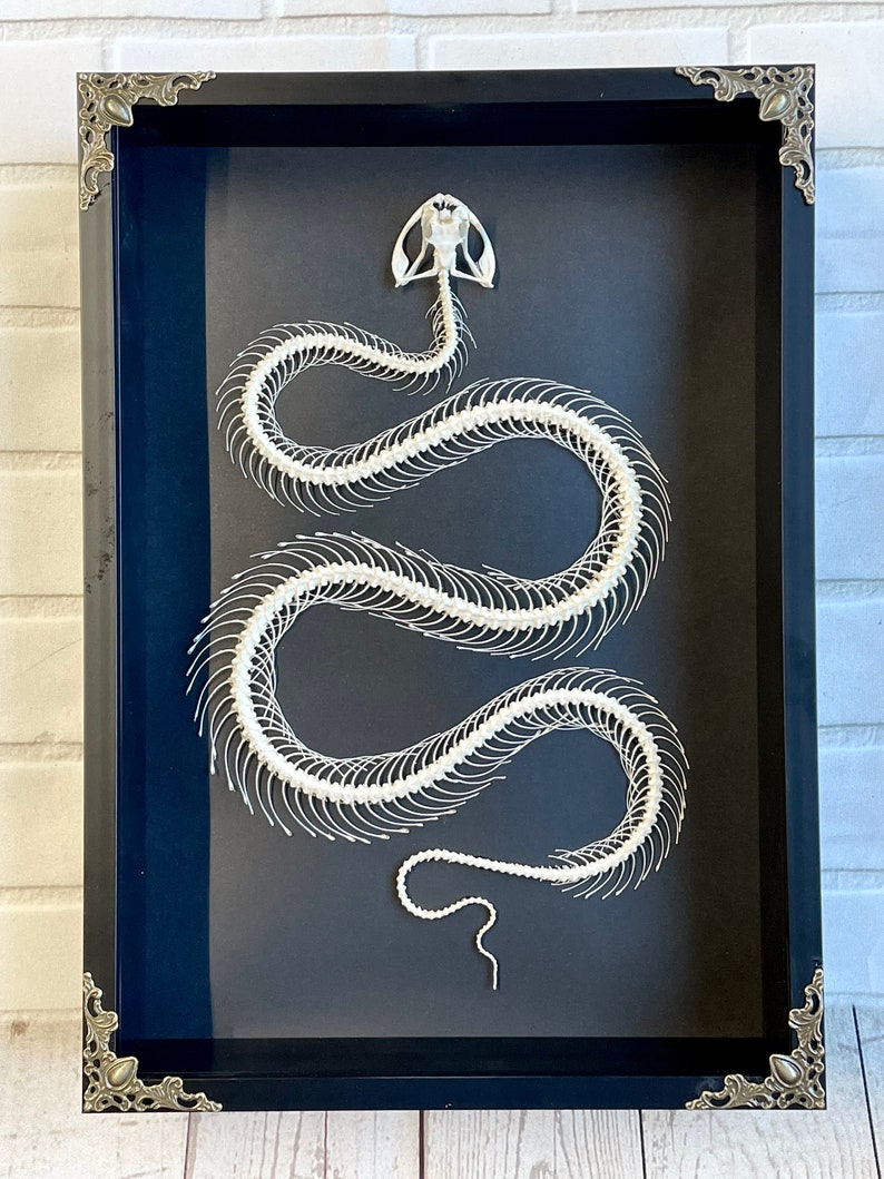 White Lipped Pit Viper Trimeresurus albolabris Snake Skeleton in Baroque Style Deep Shadow Box Frame Display image 1