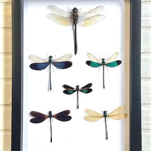 A Squadron of Dragonflies Deep Shadow Box Frame Display Insect Bug