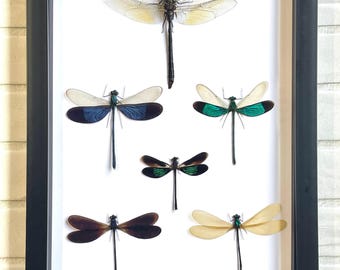 A Squadron of Dragonflies Deep Shadow Box Frame Display Insect Bug