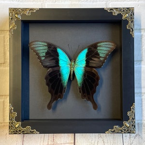 Peranthus Swallowtail Butterfly (Papilio peranthus) Butterfly in Baroque Style Deep Shadow Box Frame Display