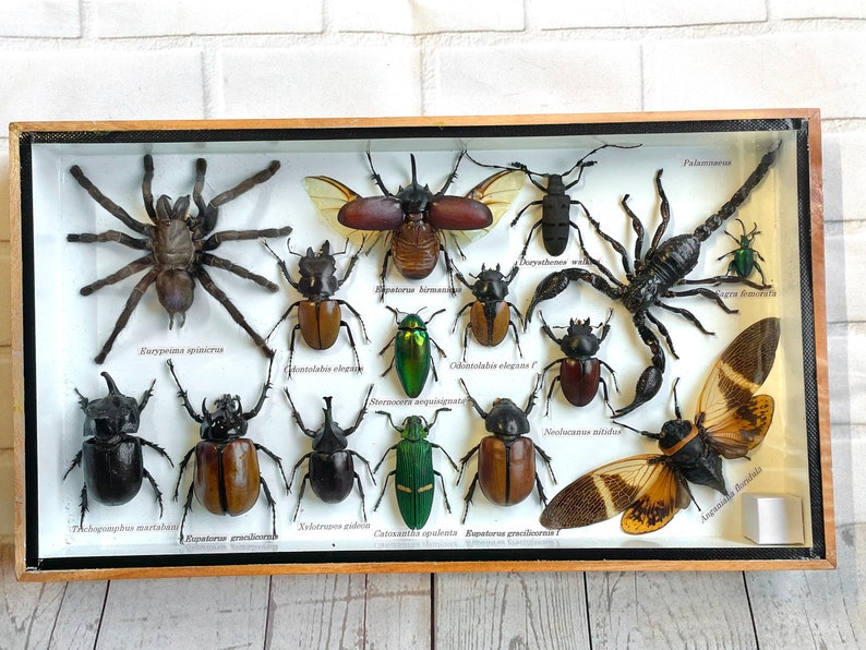 Insect Display Box Frame Display Case Bug Insect 5 Etsy