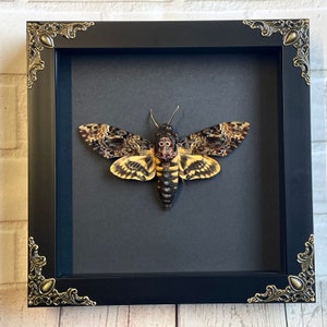 Greater Death's Head Hawk Moth (Acherontia lachesis) in Baroque Deep Shadow Box Frame Display Insect Bug