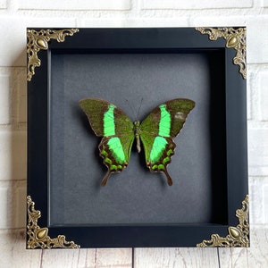 Emerald Peacock Butterfly (Papilio palinurus) Swallowtail in Baroque Style Deep Shadow Box Frame Display