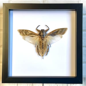 Chinche acuática gigante (Lethocerus indicus) Marco de caja de sombra profunda para exhibición de insectos