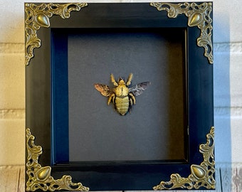 Golden Carpenter Bee (Xylocopa confusa) Baroque Style Deep Shadow Box Frame Display Insect Bug